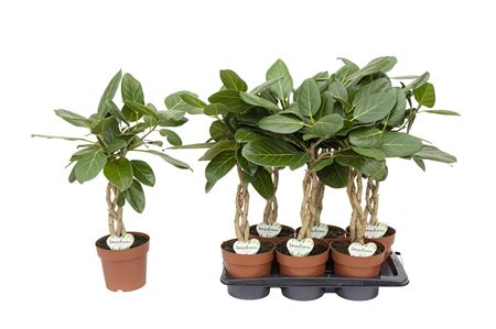 Ficus Ben Audrey Twisted Stem