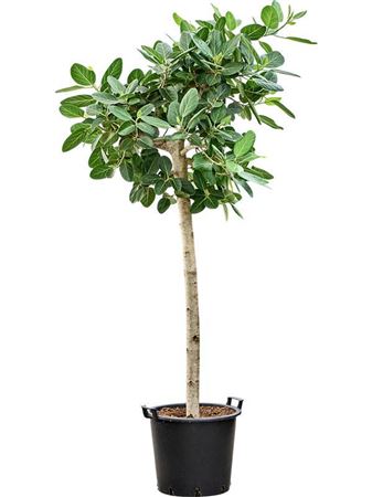 Ficus Benghalensis 'audrey'