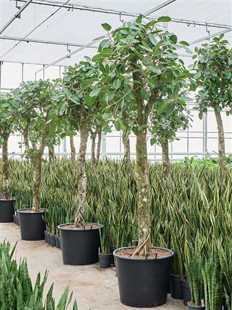Ficus Benghalensis 'audrey'