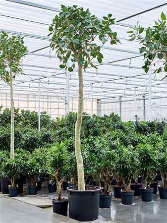 Ficus Benghalensis 'audrey'