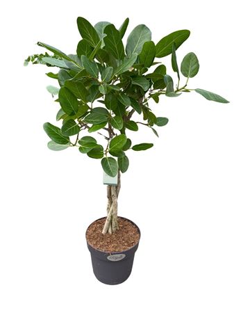 Ficus Ben Audrey Twisted Stem