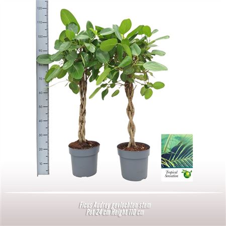 Ficus Ben Audrey Twisted Stem