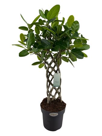 Ficus Benghalensis Audrey Mat