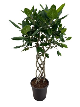 Ficus Ben Audrey Mat