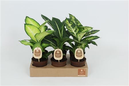Dieffenbachia Mix