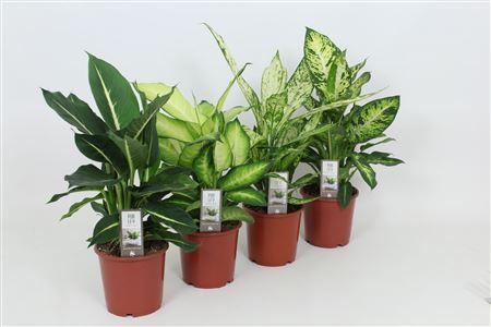 Dieffenbachia Luxe Mix