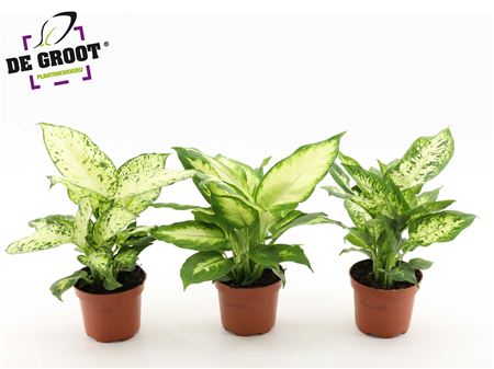 Dieffenbachia Mix