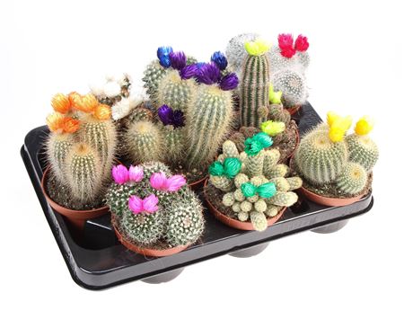 Cactus Dryflowers Mix