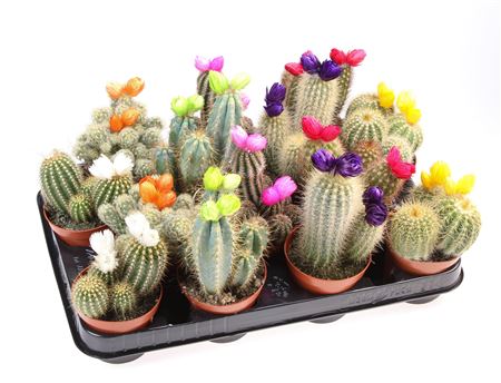 Cactus Dryflowers Mix