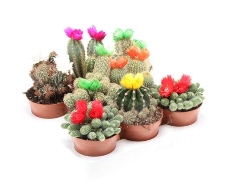Cactus Dryflowers Mix