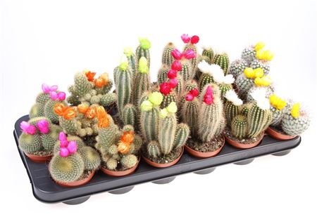 Cactus Dryflowers Mix