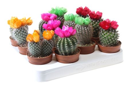 Cactus Dryflowers Mix