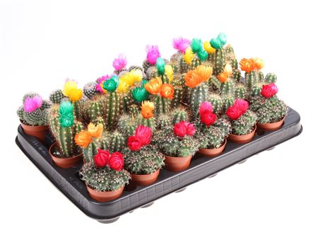 Cactus Dryflowers Mix