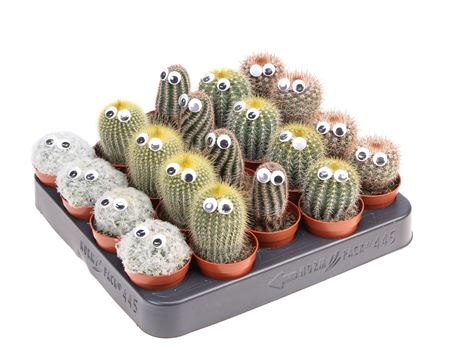Cactus Mix + Eyes