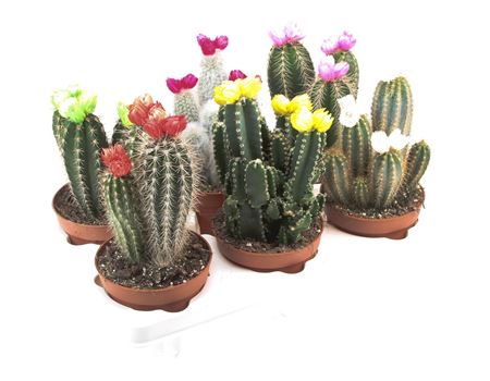 Cactus Dryflowers Mix