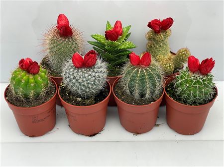 Cactus Dryflowers Red