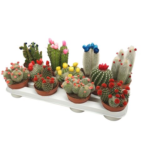 Cactus Mix Dryflower