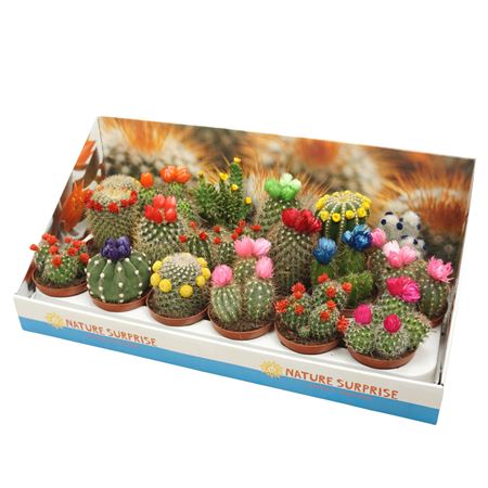 Cactus Mix Dryflower