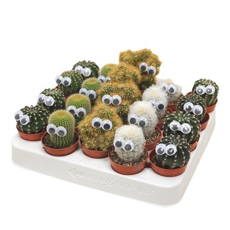 Cactus Mix + Eyes
