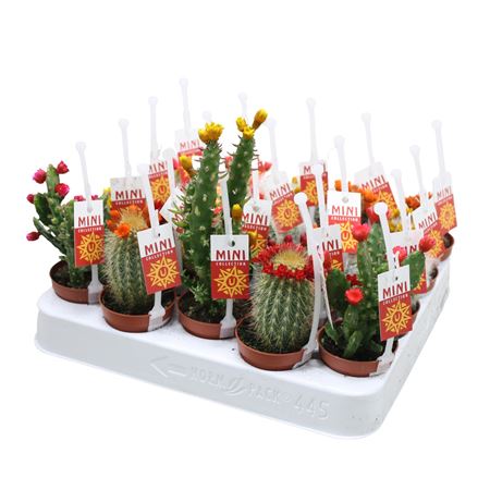 Cactus Mix Dryflower