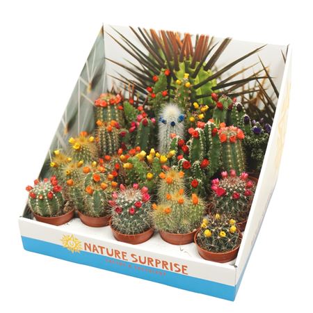 Cactus Mix Dryflower Showbox