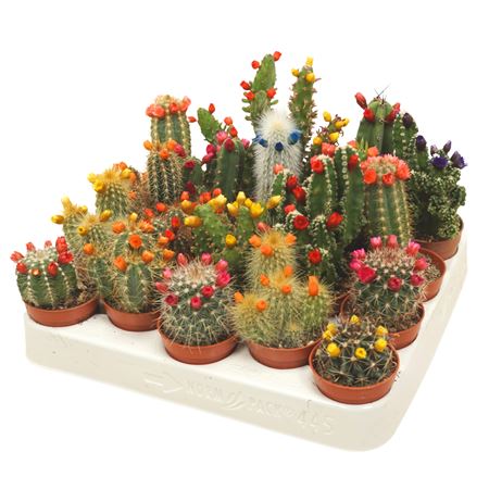 Cactus Mix Dryflower