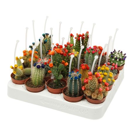 Cactus Mix Strobloem C