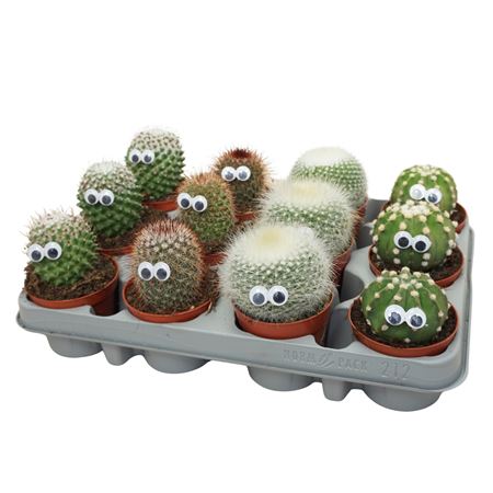 Cactus Mix With Eyes