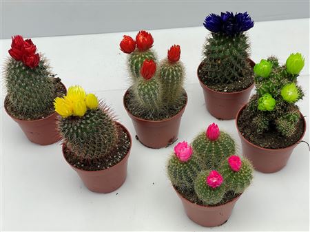 Cactus Dryflowers Mix