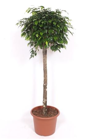 Ficus Be Danielle On Stem