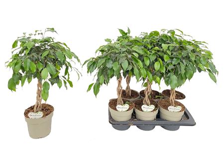 Ficus Be Obama Twisted Stem