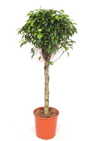 Ficus Be Danielle On Stem