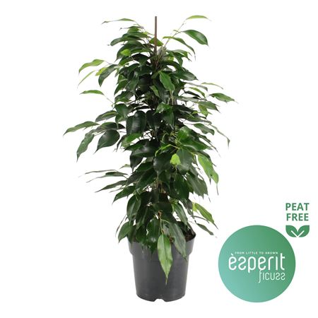 Ficus Be Danielle