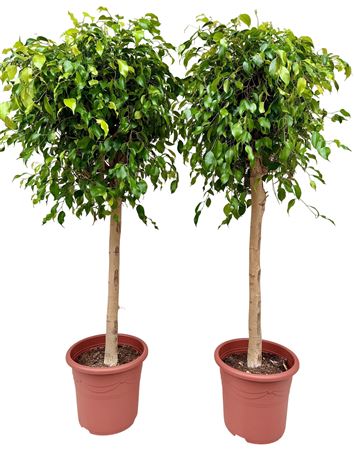 Ficus Be Danielle On Stem