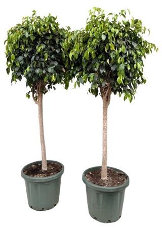 Ficus Be Danielle On Stem