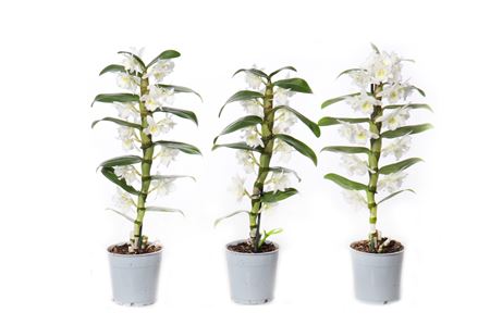 Dendr Nob 1st Apollon Basic