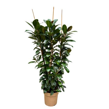 Ficus El Melany 3pp