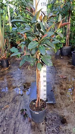 Ficus El Melany Twisted Stem