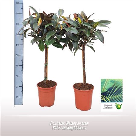 Ficus El Melany Clump
