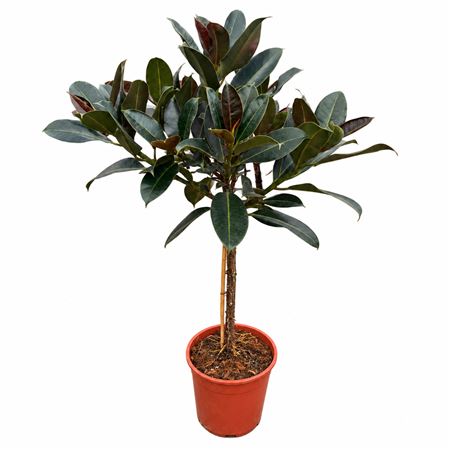 Ficus Melany On Stem