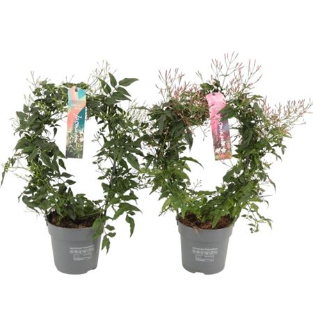 Jasminum Mix Arch 200+