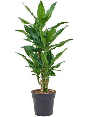 Drac Fragrans Burundii
