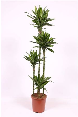 Dracaena Silindo 120-90-60-30