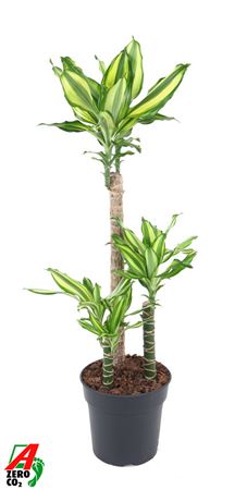 Dracaena Diamond Dream 60-30-15