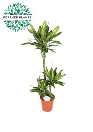Dracaena Silindo 75+30+10
