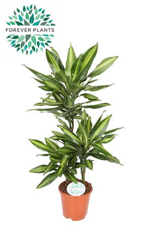 Dracaena Silindo , 45+15+10