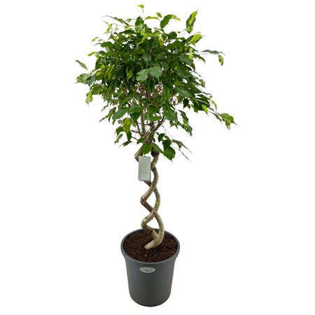 Ficus Be Exotica Double Spiral