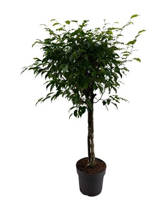 Ficus Be Excotica 3stem