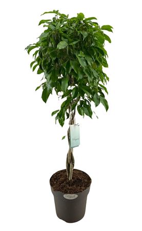 Ficus Be Columnar Twisted Stem