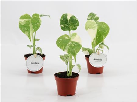 Monstera Thai Constellation
